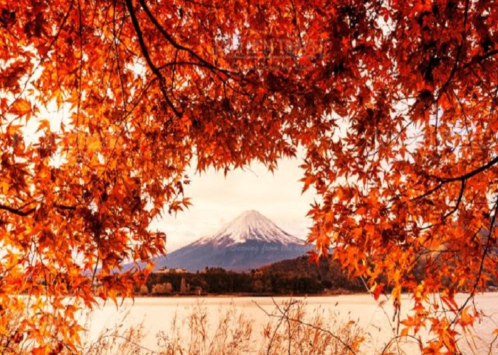 Du Lịch Nhật Bản: HCM - Tokyo - Yamanashi - Phú Sĩ Cảnh Sắc Mùa Thu 5N4Đ Bay VJ
