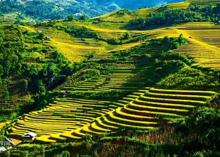 Du Lịch Đông Tây Bắc: Đà Nẵng - Hà Nội - Mùa Cang Chải - Suối Giàng - Tú Lệ - Khau Phạ 3 Ngày + Xe Ôtô