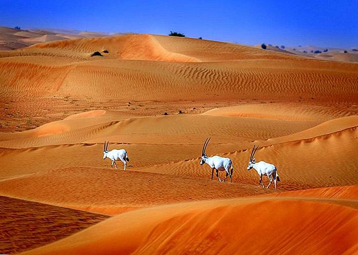 Du Lịch Dubai: HCM - Dubai - Abu Dhabi 5N Bay Emirates Airlines