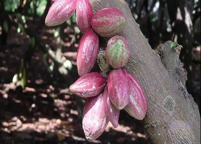 Du Lịch Miền Nam: HCM - Suối Mơ - Đá Ba Chồng 1 Ngày