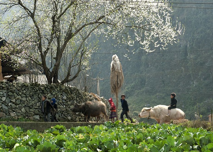 Du Lịch Hà Giang: Đà Nẵng - Hà Nội - Hà Giang - Cao Nguyên Đá Đồng Văn 4N3Đ