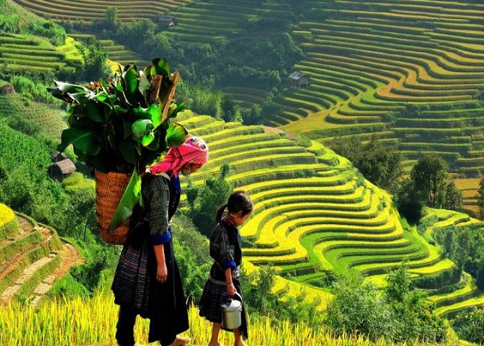 Du Lịch Sapa: Sài Gòn - Hà Nội - Sapa - FANSIPAN 4 Ngày + Vé máy bay - Tour Đặc Biệt Kích Cầu
