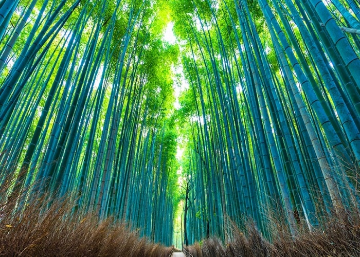 Du Lịch Nhật Bản: HCM - Kobe - Osaka - Kyoto - Nagoya - Yamanashi - Tokyo 6 Ngày, Bay Vietnam Airlines + KS 3,4*