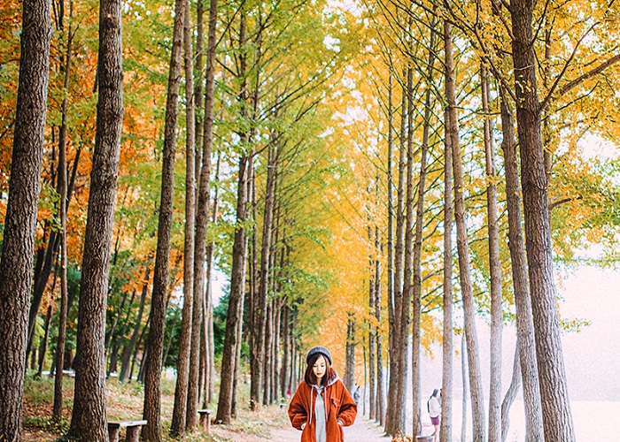 Du Lịch Hàn Quốc: HCM -  Seoul - Nami - Rừng Seoul - Show Painter 5 Ngày, Bay T\'way Airlines + KS 4, 5*