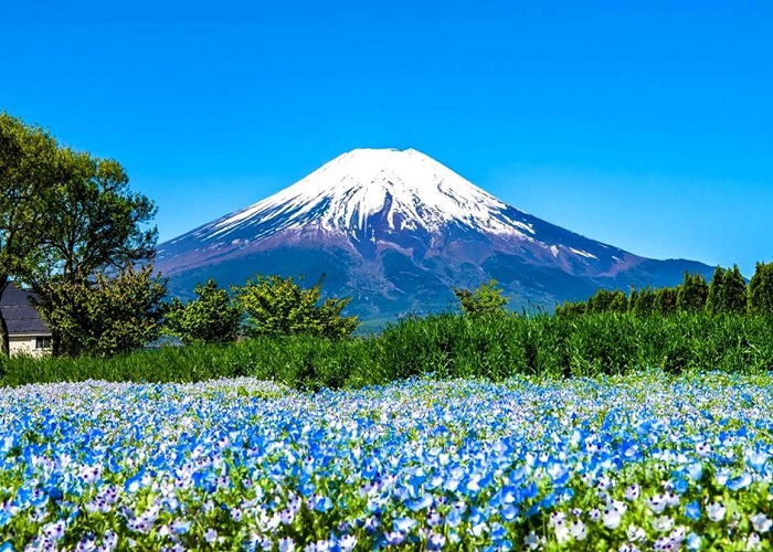 Du Lịch Nhật Bản Cung Đường Vàng: HCM - Kobe - Osaka - Kyoto - Yamanashi - Fuji - Tokyo 7N Bay VN