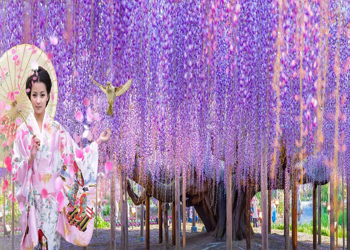 Du Lịch Nhật Bản: HCM - Yamanashi - Tokyo - Nikko - Edo Wonderland Bay All Nippon Airways 5*