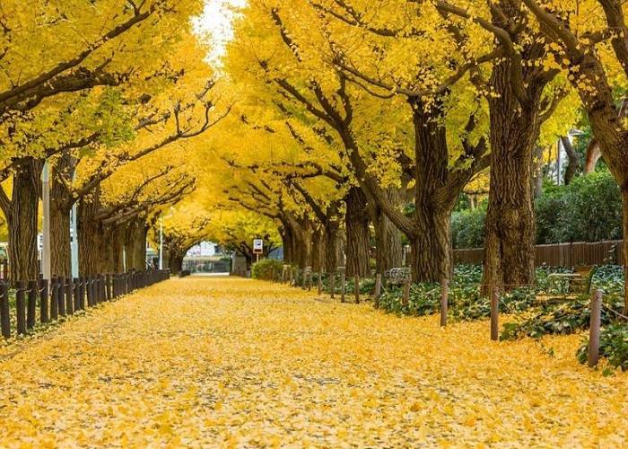 Du Lịch Nhật Bản Mùa Thu: HCM - Narita - Yamanashi - Tokyo 4 Ngày, Bay Vietjet Air