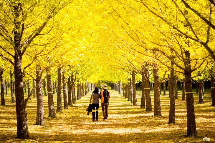Du Lịch Hàn Quốc: Hà Nội - Seoul - Nami - Lotte World - Trượt Tuyết Elysian 5 Ngày Bay Asiana Airlines