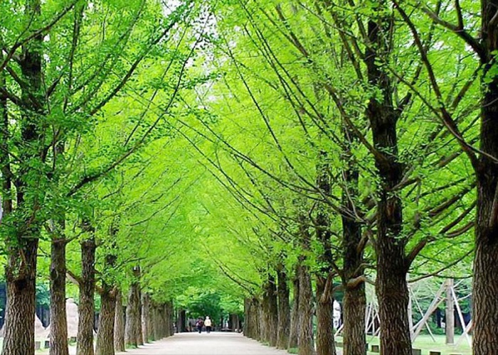 Du Lịch Hàn Quốc: HCM - Seoul - Đảo Jeju - Everland - Hái Dâu 6 Ngày, Bay Asiana Airlines + KS 4*