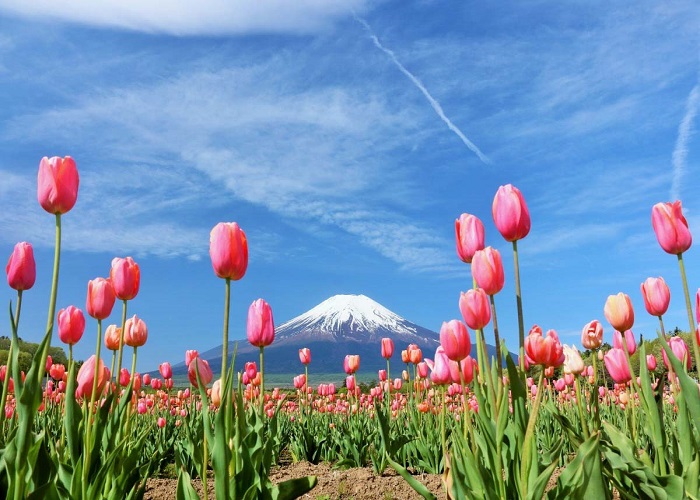 Du Lịch Nhật Bản Hoa Cẩm Tú Cầu: HCM - Tokyo - Fuji - Nagoya - Kyoto - Osaka 6 Ngày, Bay Vietjet Air + KS 3, 4*