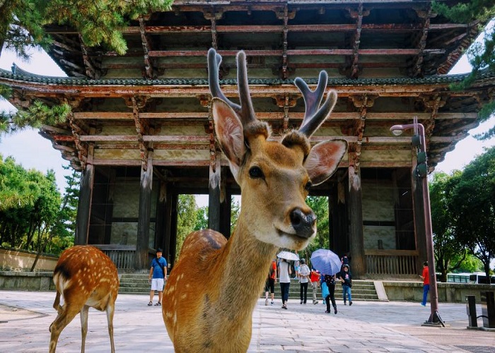 Tour Nhật Bản cung đường cổ tích: HCM - Kyoto - Shiga - Fukui - Kanazawa - Takayama - Nagoya - Nara 6 Ngày, Bay Vietjet Air + KS 3,4*