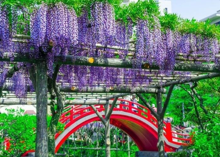 Du lịch Nhật Bản hoa tử đằng, hoa chi anh: HCM - Tokyo - Hakone - Yamanashi - Fuji 5 Ngày, Bay Vietnam Airlines + KS 3,4*