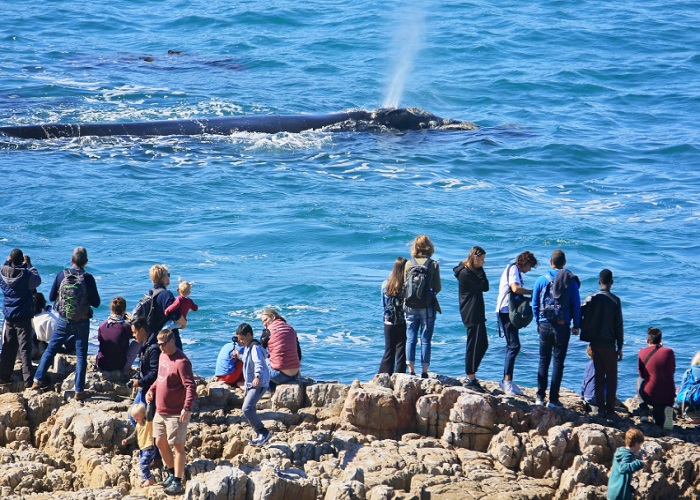 Du Lịch Nam Phi: Đà Nẵng - Hà Nội - Johannesburg - Game Lodge - Cape Town - Hermanus - Cape Town 8 Ngày, Bay Singapore Airlines + KS 4, 5*