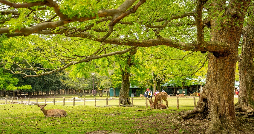 Tour du lịch Nhật Bản 5 ngày 4 đêm: HCM - Kobe - Kyoto - Osaka - Izumisano, Bay Vietnam Airlines + KS 3,4*