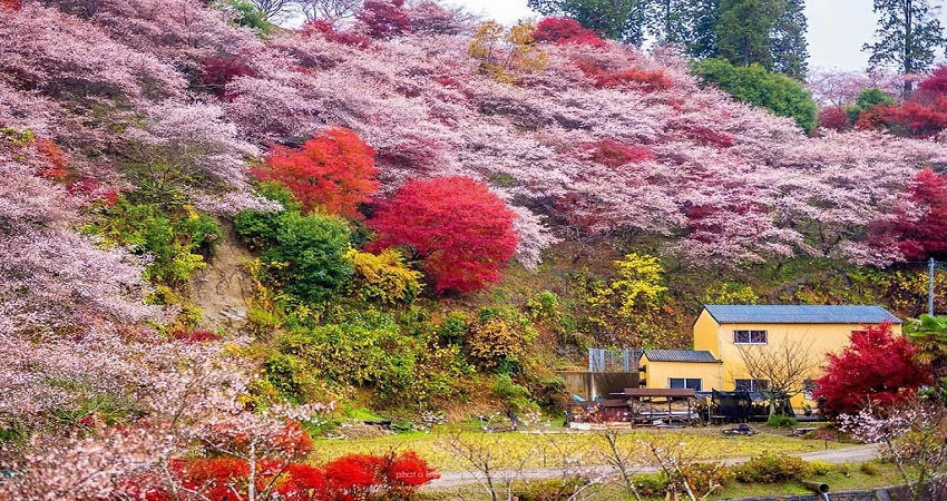 Tour du lịch Nhật Bản 7 ngày 6 đêm: HCM - Kobe - Osaka - Kyoto - Yamanashi - Tokyo - Narita, Bay Vietnam Airlines + KS 4*