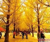 Du Lịch Hàn Quốc: Seoul - Nami - Núi Seorak 5 Ngày