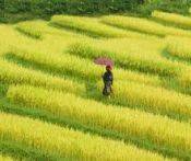 Du Lịch Trăng Mật: Hà Nội - Sapa - Thung Lũng Châu Âu 2 Ngày
