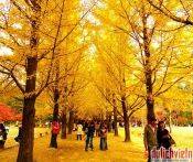 Du Lịch Hàn Quốc: Seoul - Jeju - Nami - Everland 6 Ngày