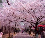 Du Lịch Nhật Bản Ngắm Hoa Anh Đào: HCM - Tokyo - Narita - Kyoto - Osaka - Nagoya