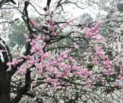 Du Lịch Nhật Bản: HCM - Tokyo - Hakone - Núi Phú Sỹ 6 Ngày Ngắm mùa hoa mơ