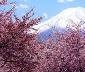 Du Lịch Nhật Bản: HCM - Haneda - Hakone - Tokyo - Fuji 6 Ngày