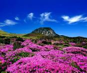 Trải Nghiệm Thú Vị Tại Đảo Jeju 4 Ngày Giá Tốt
