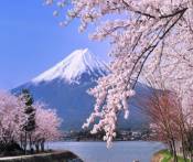 Du lịch Nhật Bản Mùa Hoa Anh Đào: Đà Nẵng - Núi Phú Sỹ - Hakone - Tokyo 4N Bay VN