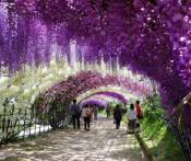 Du lịch Nhật Bản: HCM - Tokyo - Yamanashi - Owakudani - Fuji 5 Ngày Bay Japan Airlines