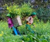 Du Lịch Hà Giang - Tuyên Quang - Bắc Cạn - Thái Nguyên 5 Ngày