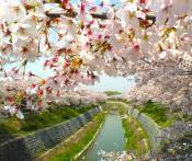 Du Lịch Nhật Bản: Hà Nội - Osaka - Kyoto - Tokyo - Phú Sỹ - Nagoya - Nara 6 Ngày Bay Jetstar