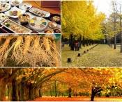 Du lịch Hàn Quốc Mùa Thu Vàng: Hà Nội - Seoul - Nami - Everland 5 Ngày Bay Jin Airlines