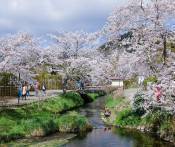 Du Lịch Mùa Anh Đào Nhật Bản: HCM - Tokyo - Hakone - Fuji - Yamanashi 4N
