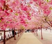 Du Lịch Nhật Bản Mùa Hoa Anh Đào: Hà Nội - Tokyo - Núi Phú Sỹ - Lễ Hội Hoa Anh Đào Kawazu - Yokohama