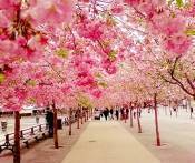 Du Lịch Nhật Bản Lễ Hội Hoa Anh Đào Kawazu: Hà Nội - Tokyo - Núi Phú Sỹ - Kamakura 5 Ngày