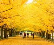 Tour Du Lịch Nhật Bản: HCM - Narita - Tokyo - Hakone - Yamanashi 4 Ngày