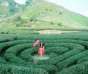 Tour Du Lịch Kết Hợp Từ Thiện: Hà Nội - Mộc Châu - Hòa Bình 2N1Đ