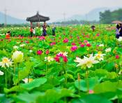 Du Lịch Đồng Tháp: Rừng Tràm Xẻo Quýt - Đồng Sen Tháp Mười - Gò Tháp 1 Ngày