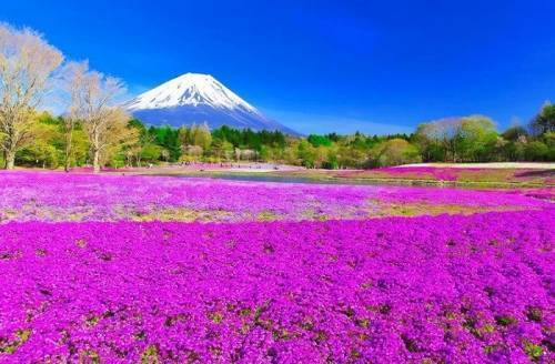 Du Lịch Nhật Bản: HCM - Tokyo - Nikko - Yamanashi - Fuji 5N Bay ANA