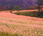Du Lịch Miền Bắc: HCM - Hà Nội - Hà Giang - Tuyên Quang 4 Ngày 3 Đêm