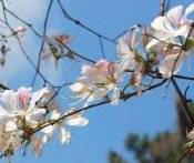 Du Lịch Mộc Châu: Hà Nội - Mộc Châu 2 Ngày Đón Tết Độc Lập Đồng Bào Dân Tộc Mông