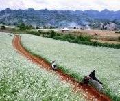 Du Lịch Đông Tây Bắc: Mai Châu - Mộc Châu - Sơn La - Điện Biên - Sapa - Phú Thọ 6 Ngày