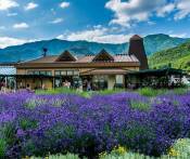 Du Lịch Nhật Bản: HCM - Osaka - Kobe - Kyoto - Yamanashi - Tokyo - Narita 5N Bay VN