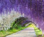 Du Lịch Nhật Bản: HCM - Tokyo - Yamanashi - Fuji - Kyoto - Osaka - Kobe 6N Bay VN
