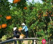 Du Lịch Cần Thơ: Chợ Nổi Cái Răng - Lò Hủ Tiếu - Vườn Trái Cây Ba Cống 1 Ngày