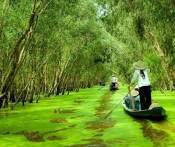 Tour Du Lịch Đồng Tháp: HCM - Tràm Chim - Khu Du Lịch Sinh Thái Gáo Giồng 2 Ngày