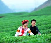 Du Lịch Free & Easy: Hà Nội - Cao Nguyên Mộc Châu 2 Ngày - Trải Nghiệm Khách Sạn 5 sao