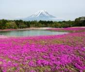 Du Lịch Nhật Bản: Sapporo - Otaru - Furano - Tokyo - Phú Sĩ 7 Ngày Bay Japan Airlines