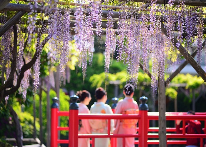 Tour Nhật Bản 5N4Đ: Từ HCM - Kobe - Kyoto - Osaka - Izumisano, Bay Vietnam Airlines + KS 3,4*, Khám phá mùa hoa tử đẳng và hoa chi anh