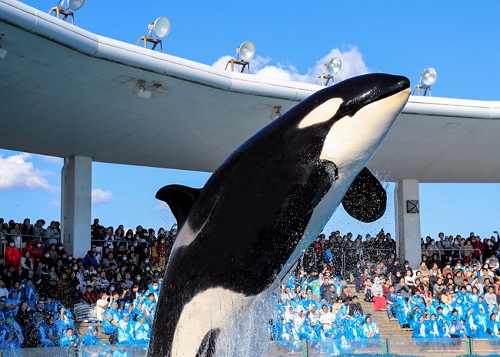 Tour Nhật Bản 5N4Đ: Từ HCM - Tokyo - Kamogawa Sea World - Chiba - Narita, Bay Vietjet Air + KS 3-4*
