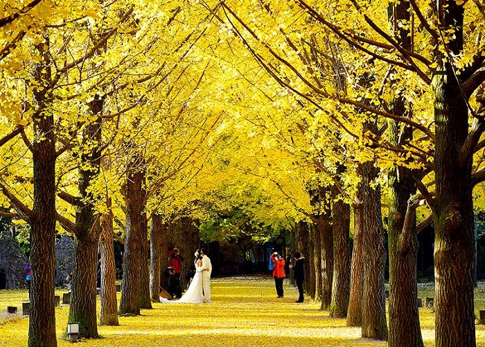 Tour Hàn Quốc 5N4Đ mùa thu: Từ HCM - Seoul - Nami - Everland - Painter Show, Bay Vietjet Air + KS 4,5*
